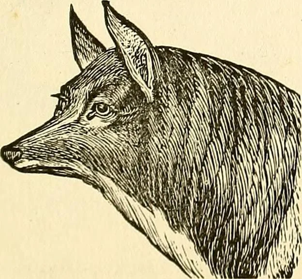 An illustration from Nature's revelations of character; or, physiognomy illustrated. A description of the mental, moral and volitive dispositions of mankind, as manifested in the human form and countenance, 1879, leaf 222