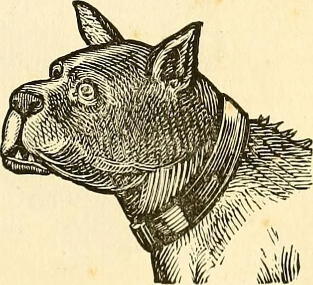 An illustration from Nature's revelations of character; or, physiognomy illustrated. A description of the mental, moral and volitive dispositions of mankind, as manifested in the human form and countenance, 1879, leaf 222