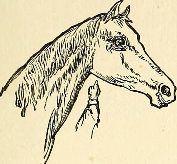 An illustration from Nature's revelations of character; or, physiognomy illustrated. A description of the mental, moral and volitive dispositions of mankind, as manifested in the human form and countenance, 1879, leaf 234