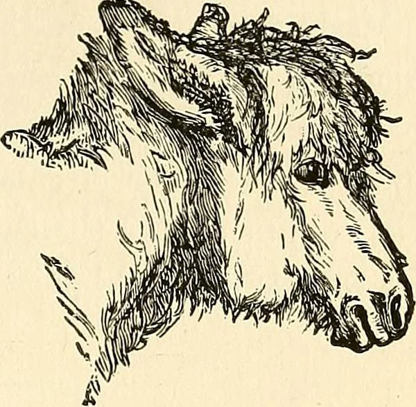 An illustration from Nature's revelations of character; or, physiognomy illustrated. A description of the mental, moral and volitive dispositions of mankind, as manifested in the human form and countenance, 1879, leaf 234