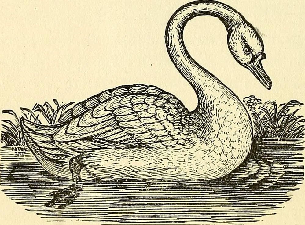 An illustration from Nature's revelations of character; or, physiognomy illustrated. A description of the mental, moral and volitive dispositions of mankind, as manifested in the human form and countenance, 1879, leaf 269