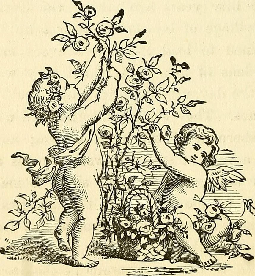 An illustration from Nature's revelations of character; or, physiognomy illustrated. A description of the mental, moral and volitive dispositions of mankind, as manifested in the human form and countenance, 1879, leaf 367