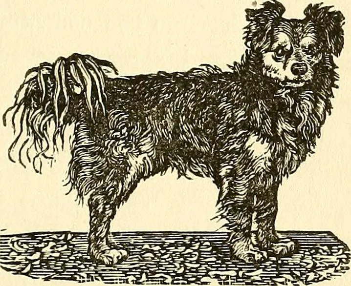 An illustration from Nature's revelations of character; or, physiognomy illustrated. A description of the mental, moral and volitive dispositions of mankind, as manifested in the human form and countenance, 1879, leaf 392