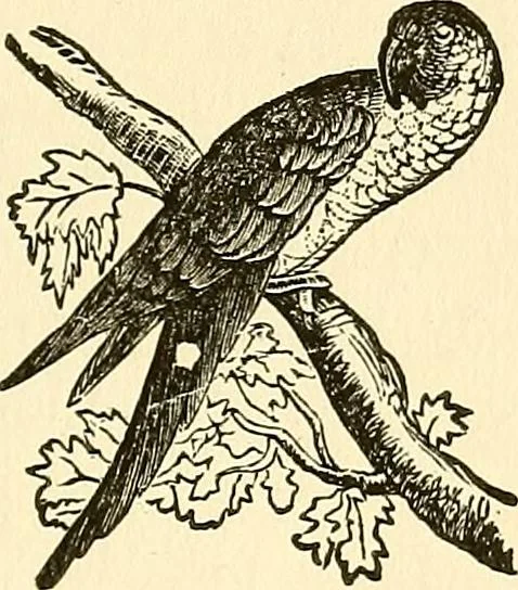 An illustration from Nature's revelations of character; or, physiognomy illustrated. A description of the mental, moral and volitive dispositions of mankind, as manifested in the human form and countenance, 1879, leaf 502