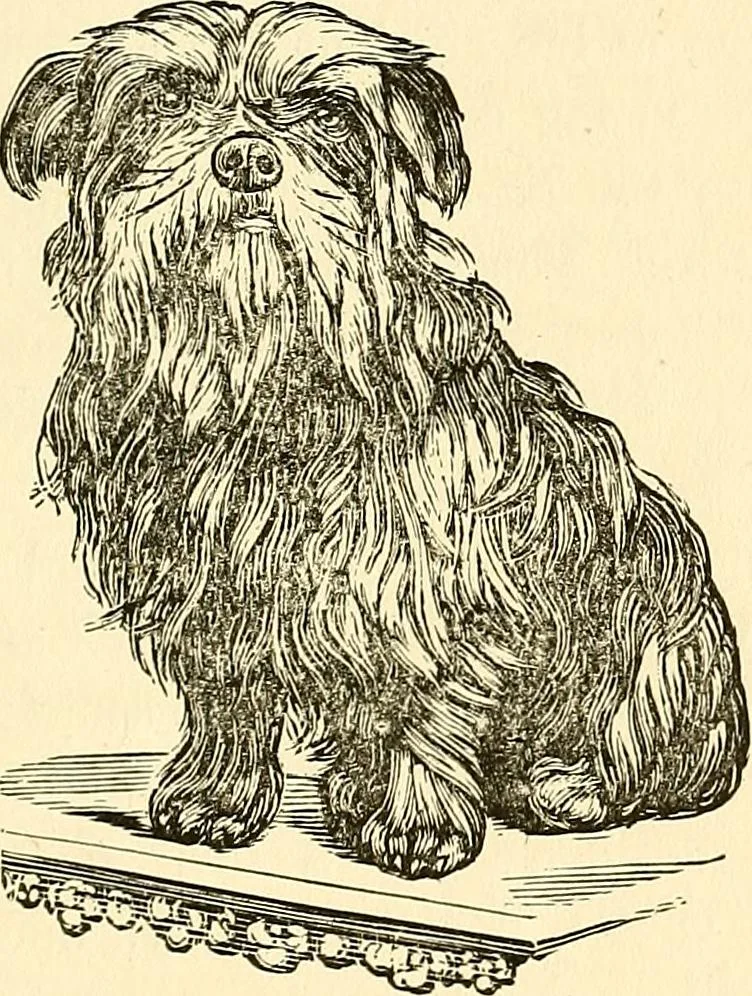 An illustration from Nature's revelations of character; or, physiognomy illustrated. A description of the mental, moral and volitive dispositions of mankind, as manifested in the human form and countenance, 1879, leaf 510