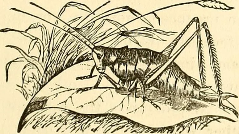 An illustration from Nature's revelations of character; or, physiognomy illustrated. A description of the mental, moral and volitive dispositions of mankind, as manifested in the human form and countenance, 1879, leaf 574