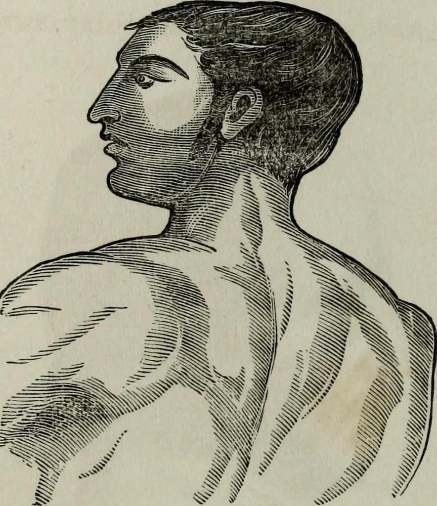 An illustration from Nature's revelations of character, or, Physiognomy illustrated : a description of the mental, moral and volitive dispositions of mankind, as manifested in the human form and countenance, 1887, leaf 115