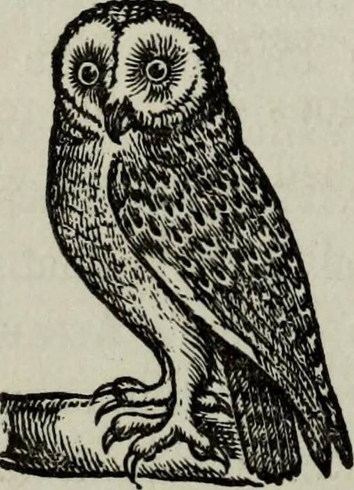 An illustration from Nature's revelations of character, or, Physiognomy illustrated : a description of the mental, moral and volitive dispositions of mankind, as manifested in the human form and countenance, 1887, leaf 169