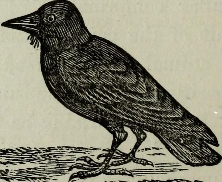 An illustration from Nature's revelations of character, or, Physiognomy illustrated : a description of the mental, moral and volitive dispositions of mankind, as manifested in the human form and countenance, 1887, leaf 169