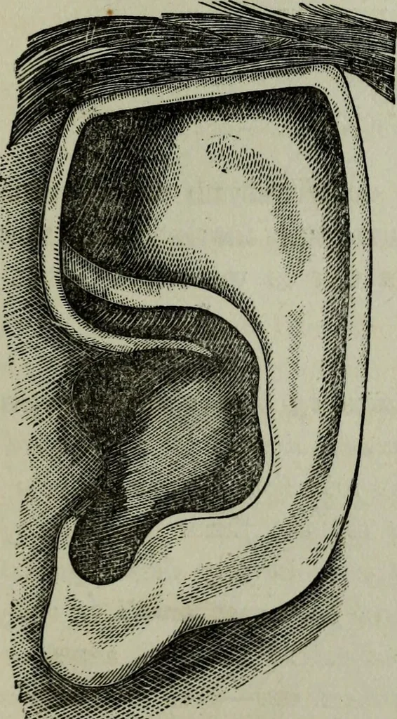 An illustration from Nature's revelations of character, or, Physiognomy illustrated : a description of the mental, moral and volitive dispositions of mankind, as manifested in the human form and countenance, 1887, leaf 182