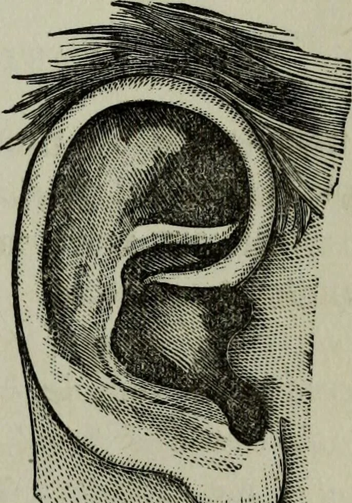 An illustration from Nature's revelations of character, or, Physiognomy illustrated : a description of the mental, moral and volitive dispositions of mankind, as manifested in the human form and countenance, 1887, leaf 182
