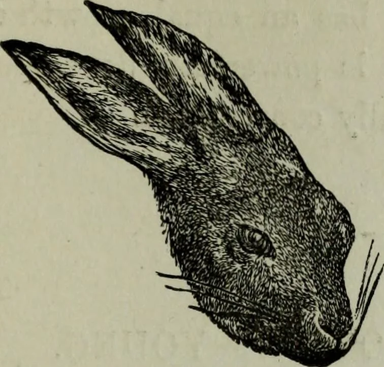 An illustration from Nature's revelations of character, or, Physiognomy illustrated : a description of the mental, moral and volitive dispositions of mankind, as manifested in the human form and countenance, 1887, leaf 196