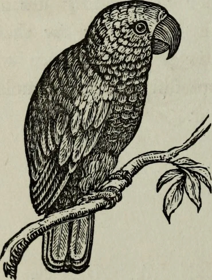 An illustration from Nature's revelations of character, or, Physiognomy illustrated : a description of the mental, moral and volitive dispositions of mankind, as manifested in the human form and countenance, 1887, leaf 199