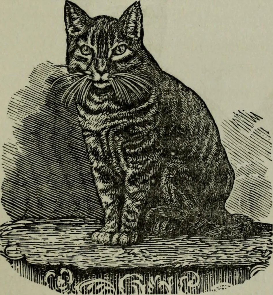 An illustration from Nature's revelations of character, or, Physiognomy illustrated : a description of the mental, moral and volitive dispositions of mankind, as manifested in the human form and countenance, 1887, leaf 204
