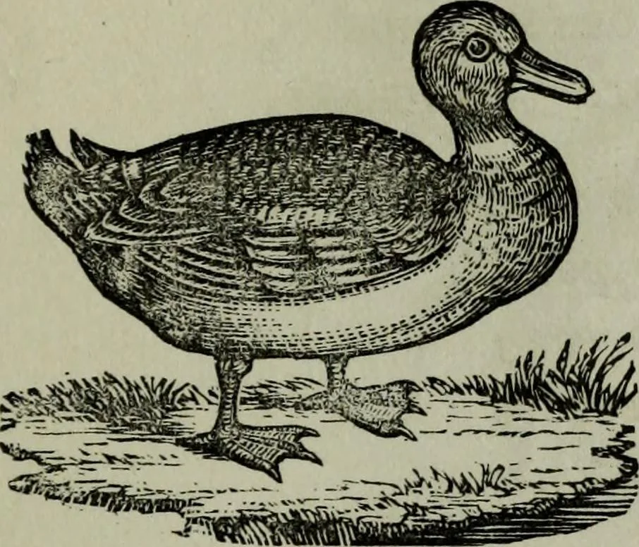 An illustration from Nature's revelations of character, or, Physiognomy illustrated : a description of the mental, moral and volitive dispositions of mankind, as manifested in the human form and countenance, 1887, leaf 206