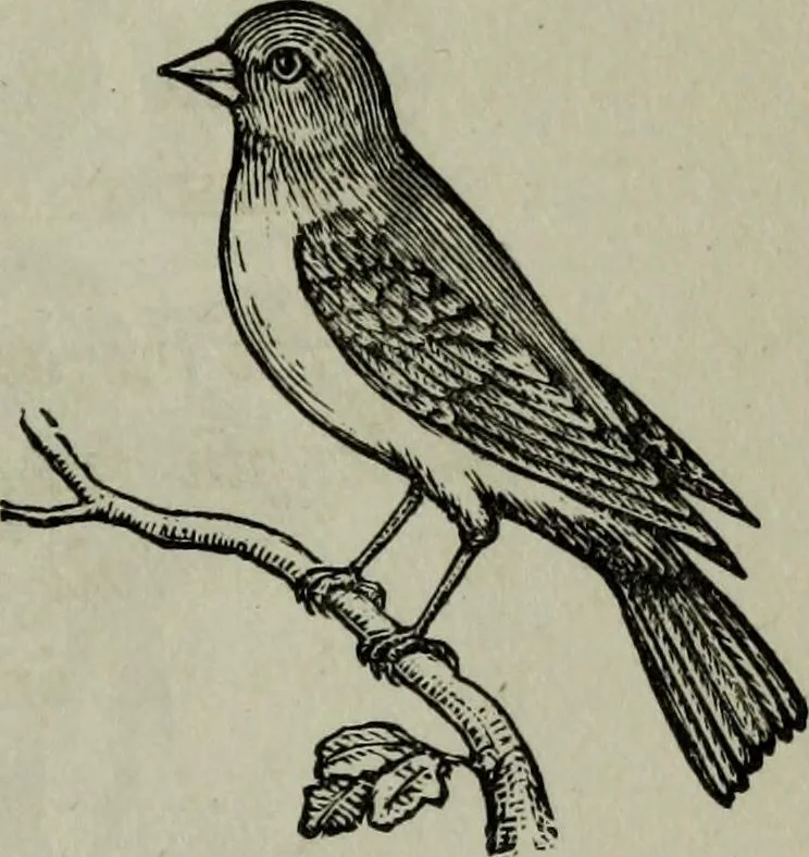 An illustration from Nature's revelations of character, or, Physiognomy illustrated : a description of the mental, moral and volitive dispositions of mankind, as manifested in the human form and countenance, 1887, leaf 206