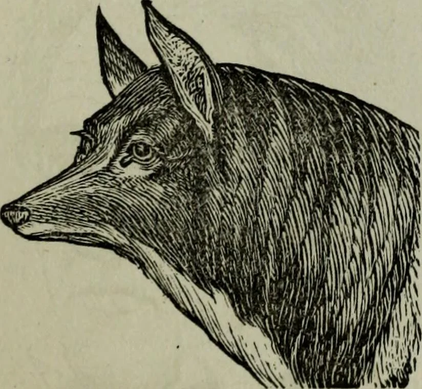 An illustration from Nature's revelations of character, or, Physiognomy illustrated : a description of the mental, moral and volitive dispositions of mankind, as manifested in the human form and countenance, 1887, leaf 222