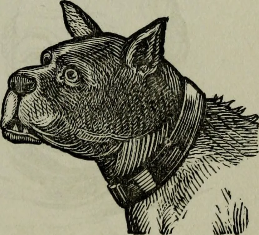 An illustration from Nature's revelations of character, or, Physiognomy illustrated : a description of the mental, moral and volitive dispositions of mankind, as manifested in the human form and countenance, 1887, leaf 222