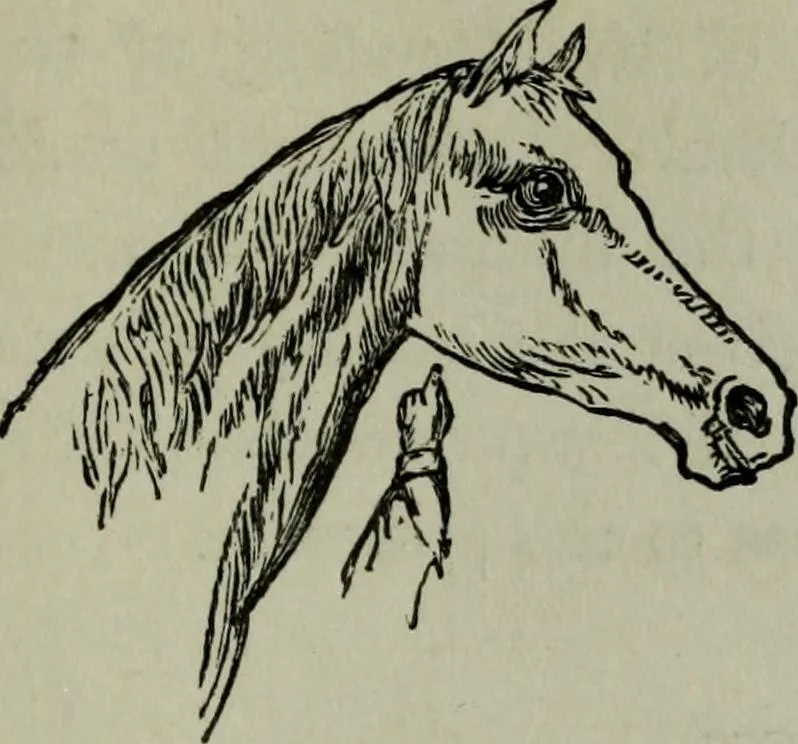 An illustration from Nature's revelations of character, or, Physiognomy illustrated : a description of the mental, moral and volitive dispositions of mankind, as manifested in the human form and countenance, 1887, leaf 234