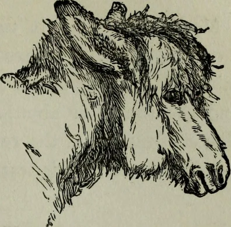 An illustration from Nature's revelations of character, or, Physiognomy illustrated : a description of the mental, moral and volitive dispositions of mankind, as manifested in the human form and countenance, 1887, leaf 234