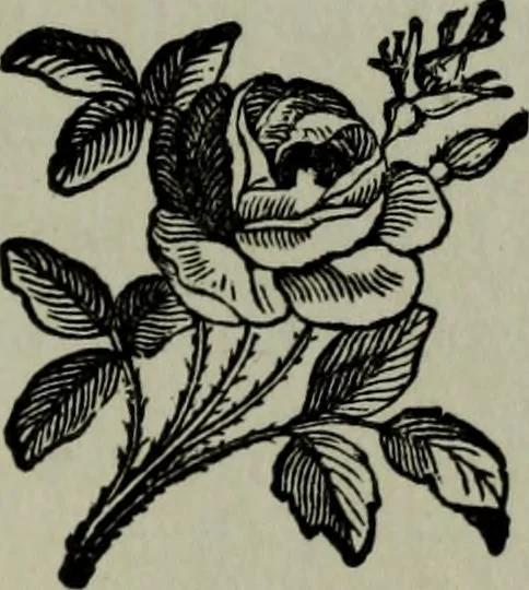 An illustration from Nature's revelations of character, or, Physiognomy illustrated : a description of the mental, moral and volitive dispositions of mankind, as manifested in the human form and countenance, 1887, leaf 338