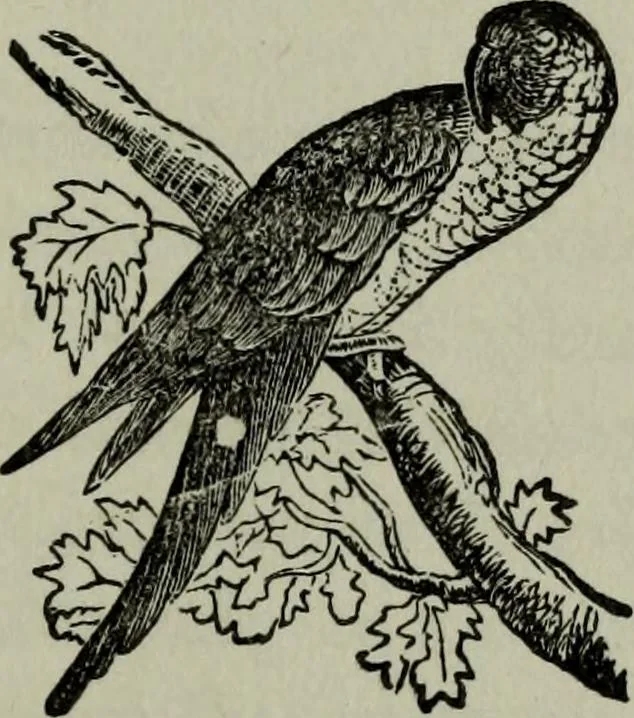An illustration from Nature's revelations of character, or, Physiognomy illustrated : a description of the mental, moral and volitive dispositions of mankind, as manifested in the human form and countenance, 1887, leaf 502