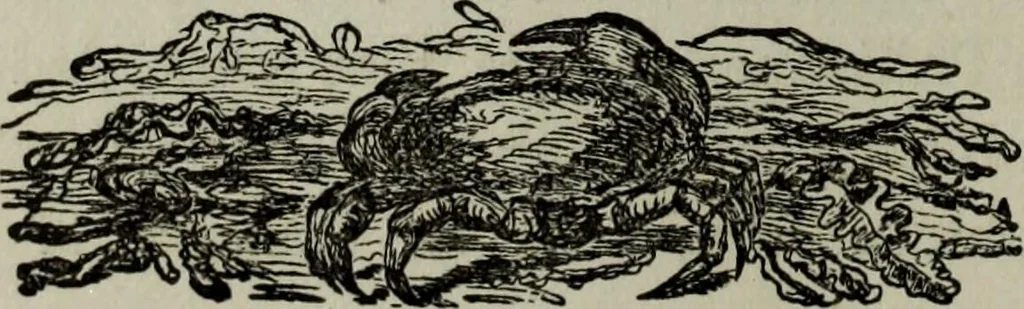 An illustration from Nature's revelations of character, or, Physiognomy illustrated : a description of the mental, moral and volitive dispositions of mankind, as manifested in the human form and countenance, 1887, leaf 523