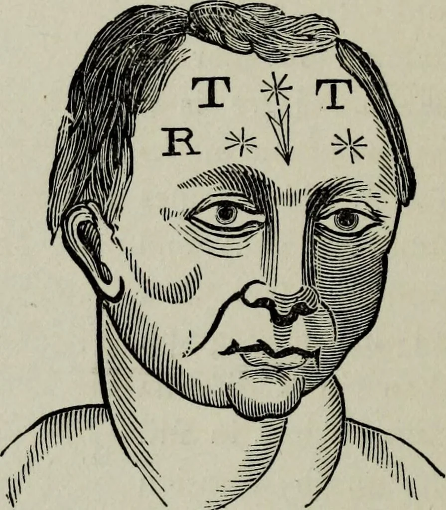 An illustration from Nature's revelations of character, or, Physiognomy illustrated : a description of the mental, moral and volitive dispositions of mankind, as manifested in the human form and countenance, 1887, leaf 559