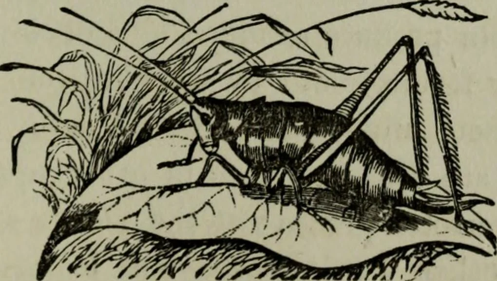 An illustration from Nature's revelations of character, or, Physiognomy illustrated : a description of the mental, moral and volitive dispositions of mankind, as manifested in the human form and countenance, 1887, leaf 574