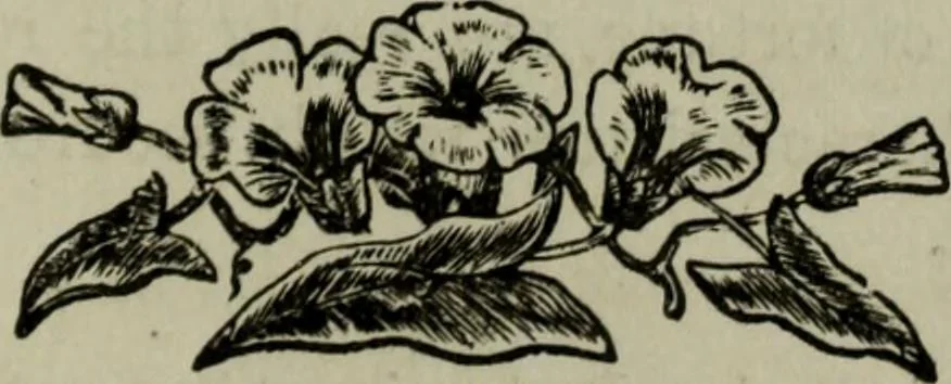 An illustration from Nature's revelations of character, or, Physiognomy illustrated : a description of the mental, moral and volitive dispositions of mankind, as manifested in the human form and countenance, 1887, leaf 582