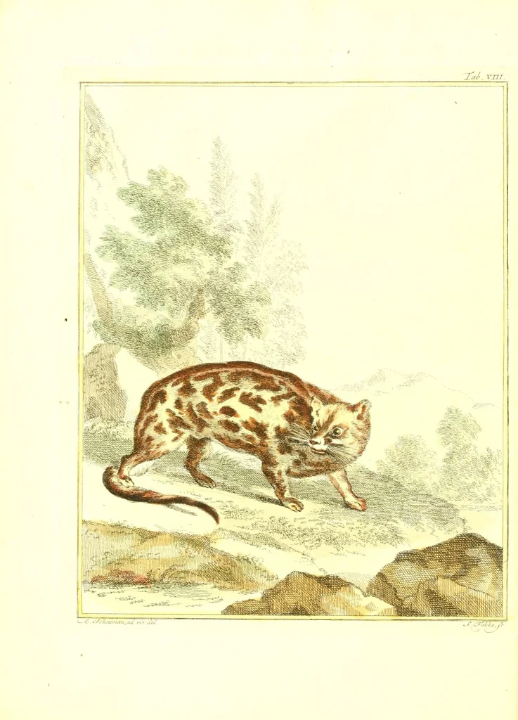 An illustration from Natuurkundige beschryving eener uitmuntende verzameling van zeldsaame gedierten : bestaande in Oost- en Westindische viervoetige dieren, vogelen en slangen : weleer leevend voorhanden geweest zynde, buiten den Haag, op het Kleine Loo van Z.D.H. den Prins van Oranje-Nassau, 1804, leaf 120