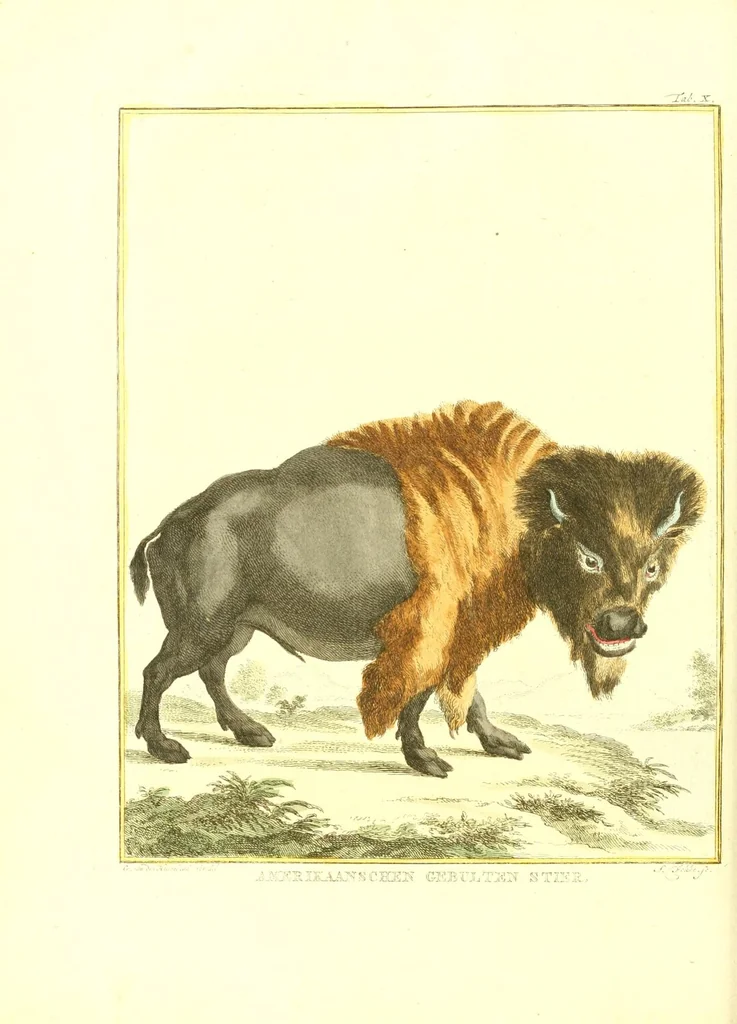 An illustration from Natuurkundige beschryving eener uitmuntende verzameling van zeldsaame gedierten : bestaande in Oost- en Westindische viervoetige dieren, vogelen en slangen : weleer leevend voorhanden geweest zynde, buiten den Haag, op het Kleine Loo van Z.D.H. den Prins van Oranje-Nassau, 1804, leaf 138