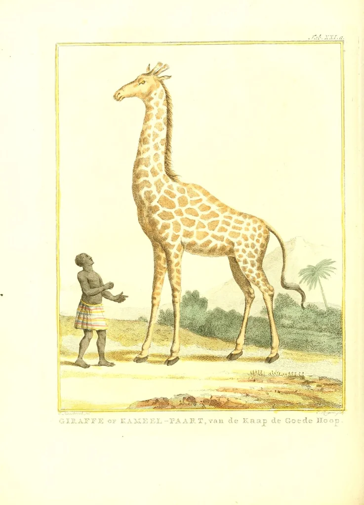 An illustration from Natuurkundige beschryving eener uitmuntende verzameling van zeldsaame gedierten : bestaande in Oost- en Westindische viervoetige dieren, vogelen en slangen : weleer leevend voorhanden geweest zynde, buiten den Haag, op het Kleine Loo van Z.D.H. den Prins van Oranje-Nassau, 1804, leaf 288