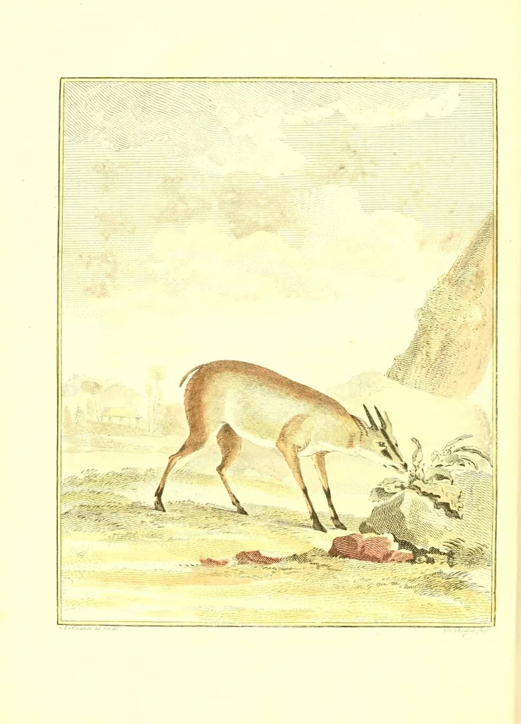 An illustration from Natuurkundige beschryving eener uitmuntende verzameling van zeldsaame gedierten : bestaande in Oost- en Westindische viervoetige dieren, vogelen en slangen : weleer leevend voorhanden geweest zynde, buiten den Haag, op het Kleine Loo van Z.D.H. den Prins van Oranje-Nassau, 1804, leaf 42