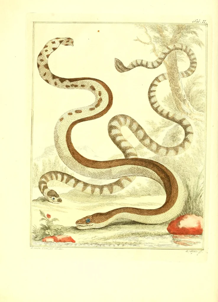 An illustration from Natuurkundige beschryving eener uitmuntende verzameling van zeldsaame gedierten : bestaande in Oost- en Westindische viervoetige dieren, vogelen en slangen : weleer leevend voorhanden geweest zynde, buiten den Haag, op het Kleine Loo van Z.D.H. den Prins van Oranje-Nassau, 1804, leaf 482