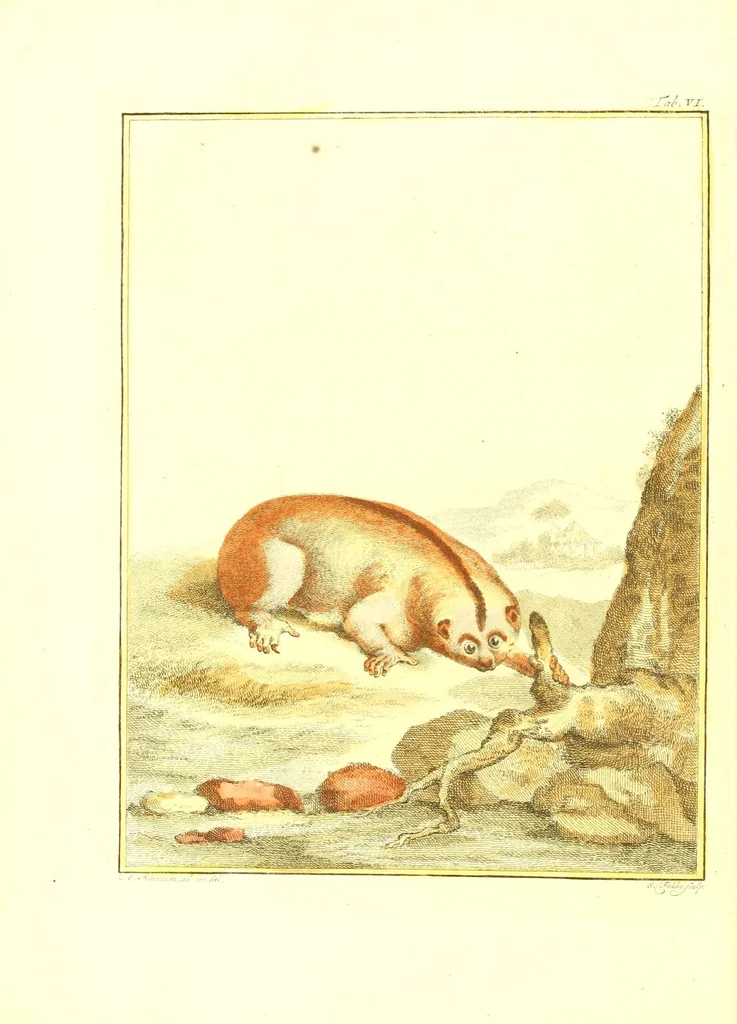 An illustration from Natuurkundige beschryving eener uitmuntende verzameling van zeldsaame gedierten : bestaande in Oost- en Westindische viervoetige dieren, vogelen en slangen : weleer leevend voorhanden geweest zynde, buiten den Haag, op het Kleine Loo van Z.D.H. den Prins van Oranje-Nassau, 1804, leaf 90