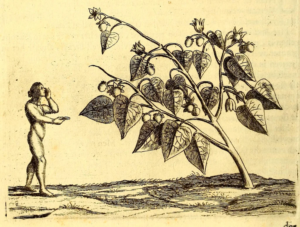 An illustration from Natuurlyke en zedelyke historie van d'eylanden de Voor-Eylanden van Amerika. : Verrijkt met vele schoone platen, die uytheelden d'aller-aanmerkelijkste seldsaamheden die'er in beschreven zijn. : Met eenen Caraïbaanschen Woorden-schat., 1662, leaf 112