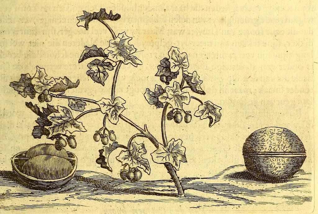 An illustration from Natuurlyke en zedelyke historie van d'eylanden de Voor-Eylanden van Amerika. : Verrijkt met vele schoone platen, die uytheelden d'aller-aanmerkelijkste seldsaamheden die'er in beschreven zijn. : Met eenen Caraïbaanschen Woorden-schat., 1662, leaf 117