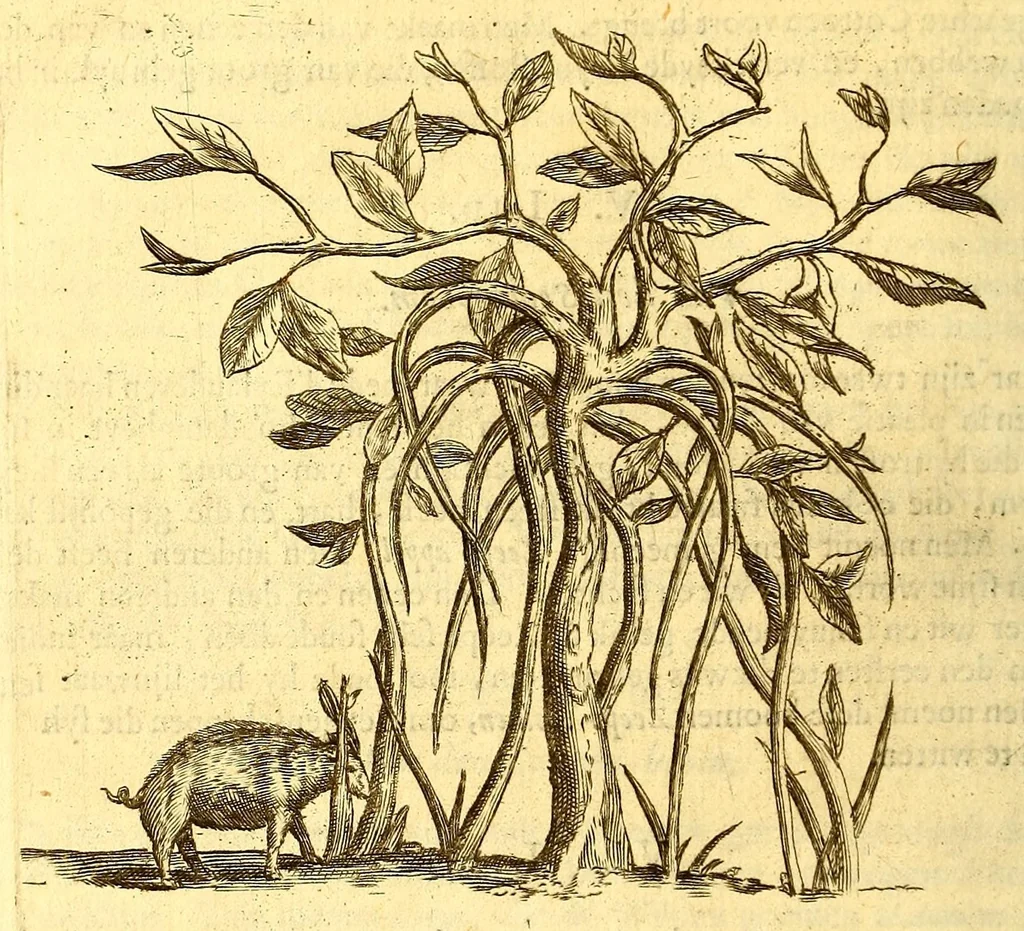 An illustration from Natuurlyke en zedelyke historie van d'eylanden de Voor-Eylanden van Amerika. : Verrijkt met vele schoone platen, die uytheelden d'aller-aanmerkelijkste seldsaamheden die'er in beschreven zijn. : Met eenen Caraïbaanschen Woorden-schat., 1662, leaf 120