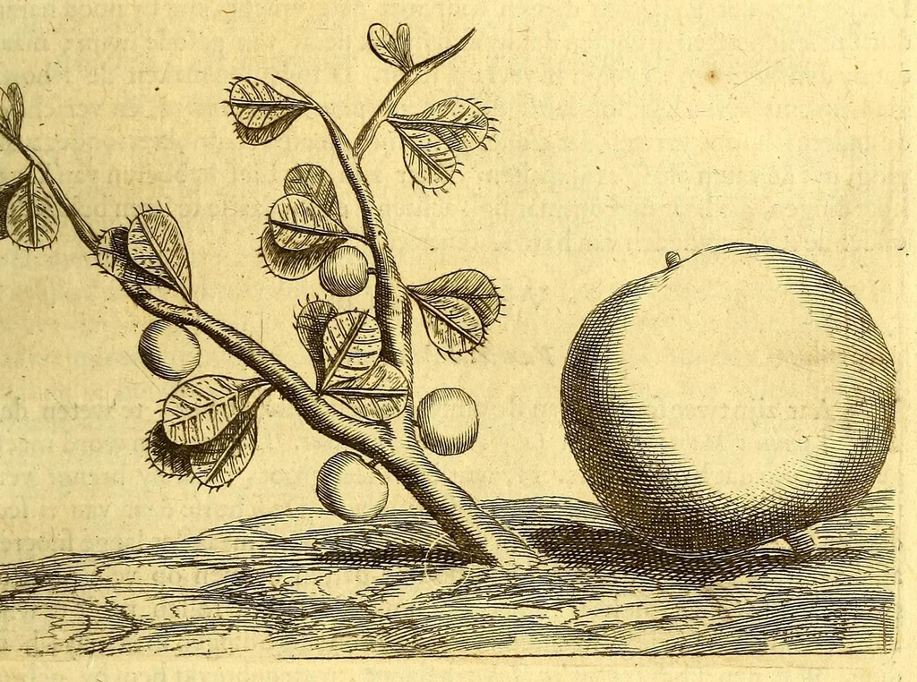 An illustration from Natuurlyke en zedelyke historie van d'eylanden de Voor-Eylanden van Amerika. : Verrijkt met vele schoone platen, die uytheelden d'aller-aanmerkelijkste seldsaamheden die'er in beschreven zijn. : Met eenen Caraïbaanschen Woorden-schat., 1662, leaf 121