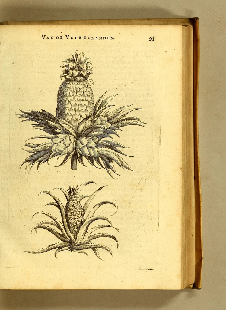 An illustration from Natuurlyke en zedelyke historie van d'eylanden de Voor-Eylanden van Amerika. : Verrijkt met vele schoone platen, die uytheelden d'aller-aanmerkelijkste seldsaamheden die'er in beschreven zijn. : Met eenen Caraïbaanschen Woorden-schat., 1662, leaf 137