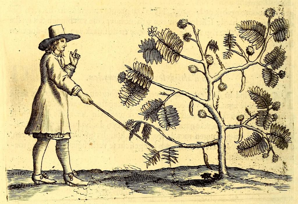 An illustration from Natuurlyke en zedelyke historie van d'eylanden de Voor-Eylanden van Amerika. : Verrijkt met vele schoone platen, die uytheelden d'aller-aanmerkelijkste seldsaamheden die'er in beschreven zijn. : Met eenen Caraïbaanschen Woorden-schat., 1662, leaf 144