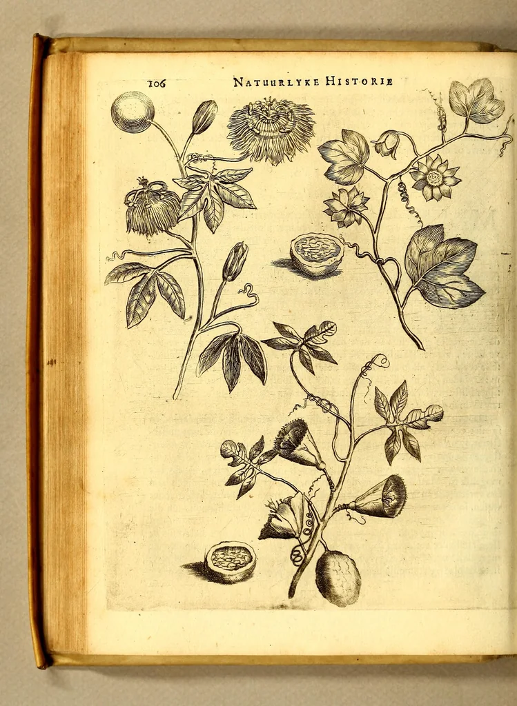 An illustration from Natuurlyke en zedelyke historie van d'eylanden de Voor-Eylanden van Amerika. : Verrijkt met vele schoone platen, die uytheelden d'aller-aanmerkelijkste seldsaamheden die'er in beschreven zijn. : Met eenen Caraïbaanschen Woorden-schat., 1662, leaf 150