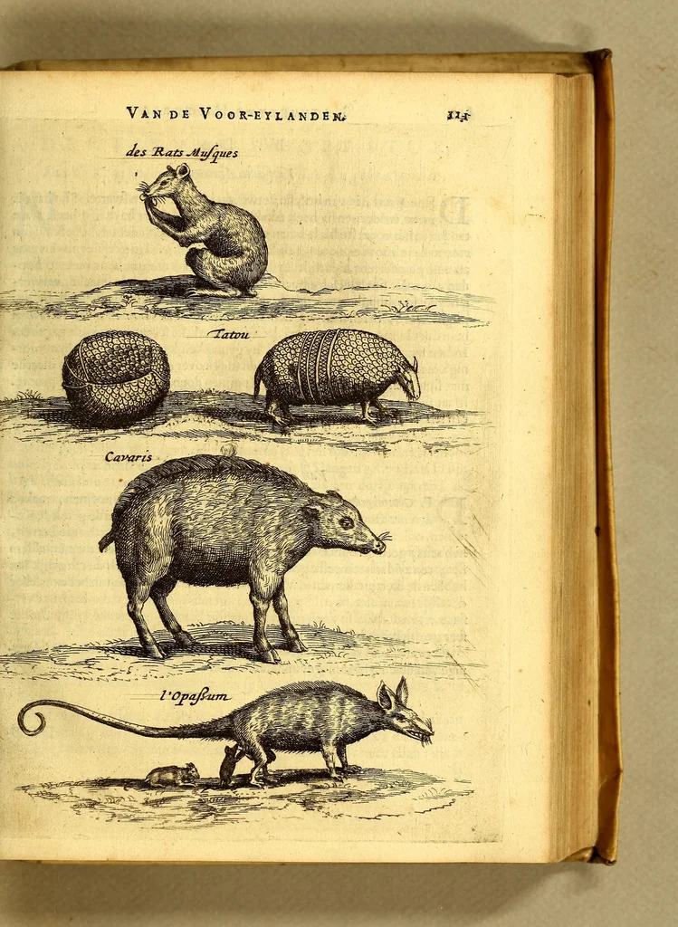 An illustration from Natuurlyke en zedelyke historie van d'eylanden de Voor-Eylanden van Amerika. : Verrijkt met vele schoone platen, die uytheelden d'aller-aanmerkelijkste seldsaamheden die'er in beschreven zijn. : Met eenen Caraïbaanschen Woorden-schat., 1662, leaf 155