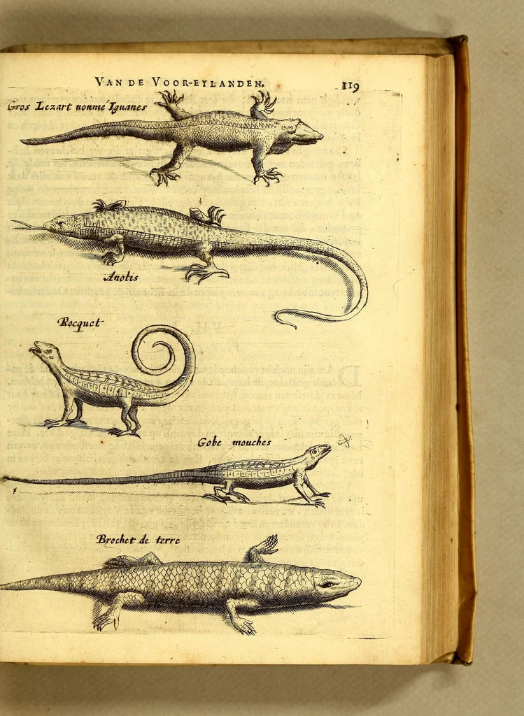 An illustration from Natuurlyke en zedelyke historie van d'eylanden de Voor-Eylanden van Amerika. : Verrijkt met vele schoone platen, die uytheelden d'aller-aanmerkelijkste seldsaamheden die'er in beschreven zijn. : Met eenen Caraïbaanschen Woorden-schat., 1662, leaf 163