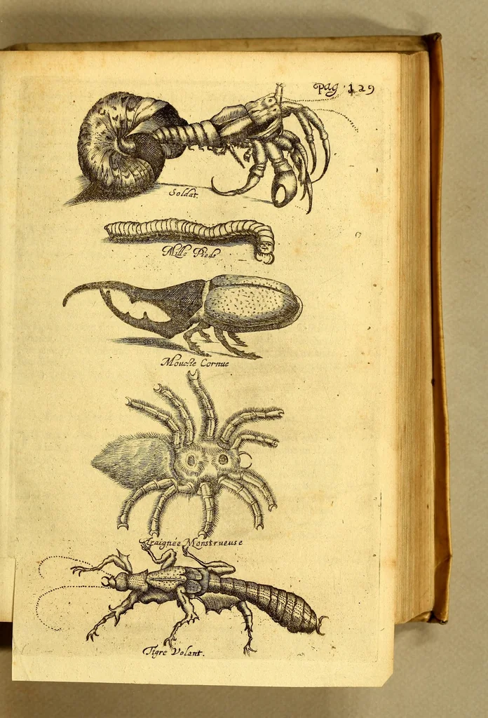 An illustration from Natuurlyke en zedelyke historie van d'eylanden de Voor-Eylanden van Amerika. : Verrijkt met vele schoone platen, die uytheelden d'aller-aanmerkelijkste seldsaamheden die'er in beschreven zijn. : Met eenen Caraïbaanschen Woorden-schat., 1662, leaf 173