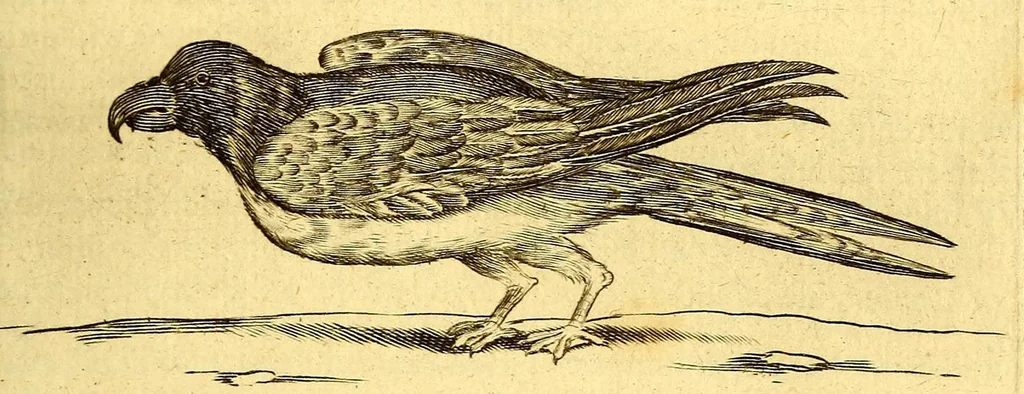 An illustration from Natuurlyke en zedelyke historie van d'eylanden de Voor-Eylanden van Amerika. : Verrijkt met vele schoone platen, die uytheelden d'aller-aanmerkelijkste seldsaamheden die'er in beschreven zijn. : Met eenen Caraïbaanschen Woorden-schat., 1662, leaf 181
