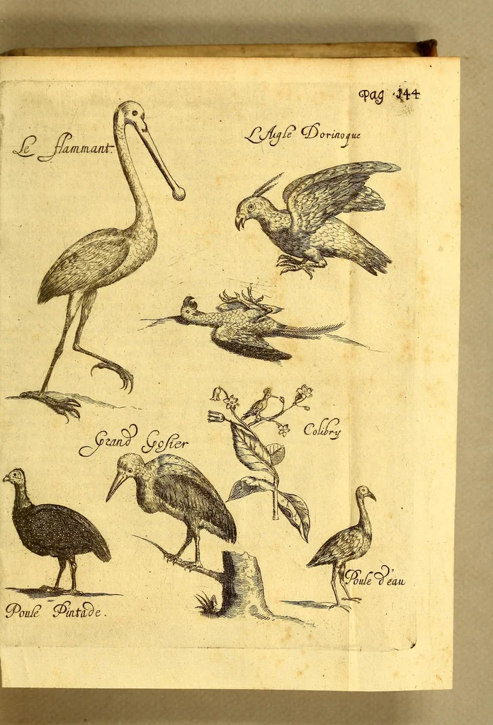 An illustration from Natuurlyke en zedelyke historie van d'eylanden de Voor-Eylanden van Amerika. : Verrijkt met vele schoone platen, die uytheelden d'aller-aanmerkelijkste seldsaamheden die'er in beschreven zijn. : Met eenen Caraïbaanschen Woorden-schat., 1662, leaf 191
