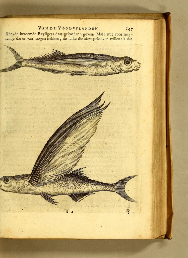 An illustration from Natuurlyke en zedelyke historie van d'eylanden de Voor-Eylanden van Amerika. : Verrijkt met vele schoone platen, die uytheelden d'aller-aanmerkelijkste seldsaamheden die'er in beschreven zijn. : Met eenen Caraïbaanschen Woorden-schat., 1662, leaf 195