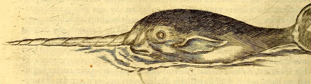 An illustration from Natuurlyke en zedelyke historie van d'eylanden de Voor-Eylanden van Amerika. : Verrijkt met vele schoone platen, die uytheelden d'aller-aanmerkelijkste seldsaamheden die'er in beschreven zijn. : Met eenen Caraïbaanschen Woorden-schat., 1662, leaf 214